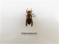 藏品(黑腹虎頭蜂)的圖片